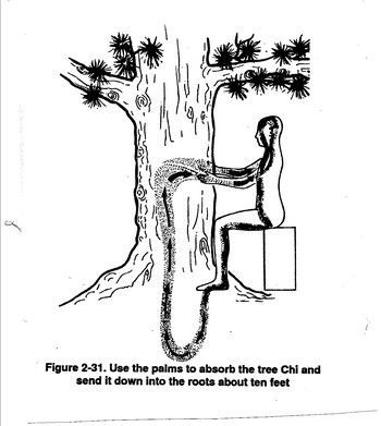 You Can Heal Yourself Using The Chi Energy of Trees According to Taoist Masters... Yin Energy, Chi Energy, The Chi, Heal Yourself, Ancient Forest, Body Healing, Reiki Master, Kundalini Yoga, Chakra Meditation