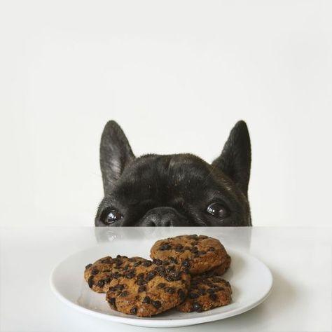 "I could totally eat these before anybody sees me", Sneaky French Bulldog ❤️ Dog Ate Chocolate, French Bulldog Wallpaper, French Bulldog Full Grown, English Bulldog Care, Bulldog Wallpaper, Brindle French Bulldog, How To Break Up, French Bulldog Facts, French Bulldog Funny