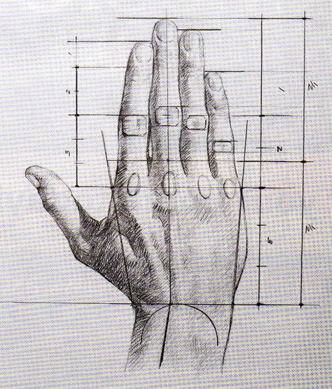 Drawing the Hand Anatomy Of A Hand, Hands Anatomy Drawing, Hand Drawing Study, Hand Practice Drawing, Hand Study Sketch, Human Hand Anatomy Drawing, Hand Anatomy Drawing, Hand Drawing Proportions, Hand Construction Drawing