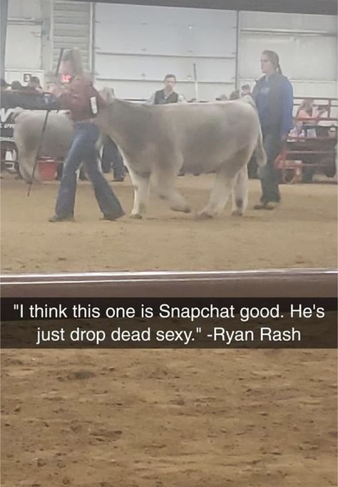 Ryan Rash, Cows Quotes, Livestock Quotes, Livestock Judging, Livestock Barn, Pig Showing, Show Steers, Show Cows, Farm Humor