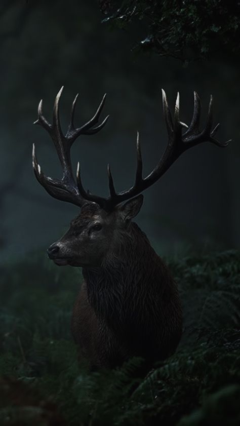 Buck Aesthetic, Stag Wallpaper Iphone, Stag Aesthetic, Animal Dark Aesthetic, Elk Wallpaper, Elk Aesthetic, Stag Aesthetic Dark, Hunting Wallpaper, Nature Photography Animals