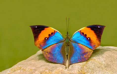 Orange Oakleaf - Kallima inachus | Eishwar Maanay | Flickr Open Wings, Insects, Print Design, Diy Projects, Orange, Design