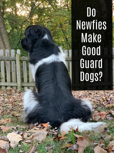 Landseer Newfoundland Dog, Best Guard Dog Breeds, Landseer Dog, Newfie Dog, Family Dogs Breeds, Guard Dog Breeds, Best Guard Dogs, Newfoundland Dogs, Expensive Dogs