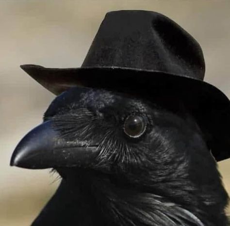 Cute Crow, Crow Pictures, Crows, Black Bird, Birds, Memes, Funny