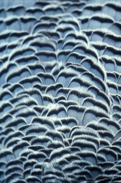 Feathers Close Up, Animals Texture, Feathers Texture, Feather Art Projects, Falcon Feather, First Bra, Animal Texture, Feather Fabric, Feather Photography