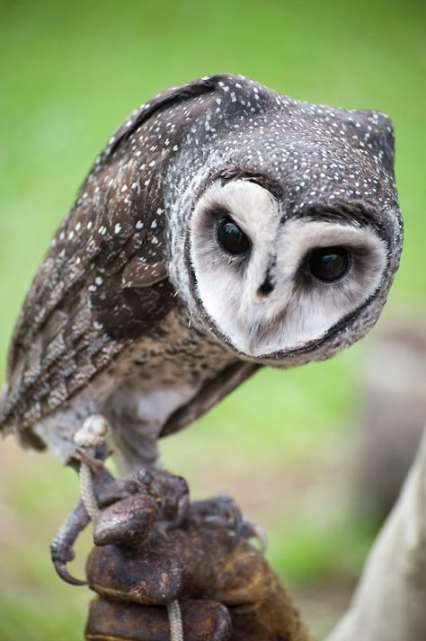 Sooty Owl by Jenny Dean Australian Owls, Sooty Owl, Awesome Owls, Barn Owls, Nocturnal Birds, Owl Photos, Owl Pictures, Beautiful Owl, Owl Bird