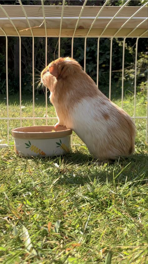 Ginie Pigs, Guinea Pig Diet, Guinea Pigs Funny, Baby Guinea Pigs, Pet Guinea Pigs, Guinea Pig Care, Cute Guinea Pigs, Guinea Pig Cage, Vegan Animals