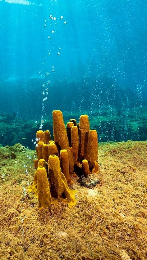 Roseau, Dominica | What would you do with 8 hours in Dominica? Head to Champagne Reef for a dive unlike anywhere else in the world. Located in a marine protected area on the south-west side of Dominica, Champagne Reef gets its name from the champagne-like bubbles that burst out of the ocean floor and into the water above. Yep – it’s as good as it sounds. Dominica Island, Roseau Dominica, Champagne Beach, Ocean Mural, Beach Spa, Ocean Floor, The Bubble, Royal Caribbean, West Side