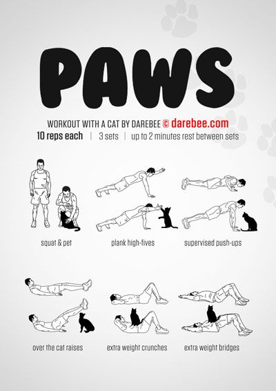 Paws Workout Cat Workout, Love Handle Workout, Hiit Workout At Home, Training Workouts, Killer Workouts, Gym Tips, Hiit Training, Gym Routine, Toning Workouts