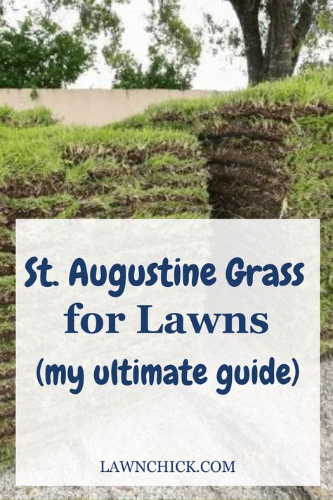 Here's your St. Augustine grass inspiration! St. Augustine grass is one of the most popular warm-season grasses. If you're planning to create a St. Augustine lawn, you should learn all about this coarse, textured grass species. That's where this blog post comes in. We reveal all the information you've been seeking on St. Augustine grass. You'll learn about growing St. Augustine grass in your yard, the optimal soil and lawn conditions, types of St. Augustine grass, and much more! Lawn Grass Types, St Augustine Grass, Grass Types, Grass Species, Lawn Fertilizer, Types Of Grass, Grass Type, Grass Seed, Green Lawn