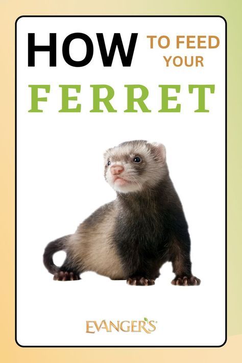 Ferret Diet, Ferret Food, Ferrets Care, Large Lizards, Cute Ferrets, Well Balanced Diet, Overall Health, Happy Healthy, Exotic Pets