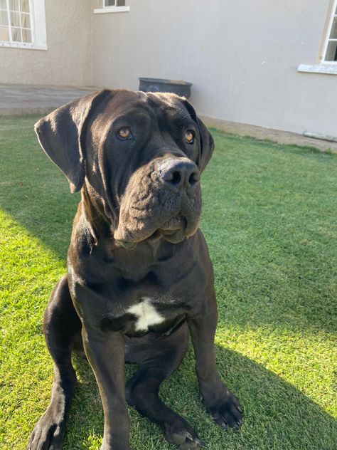 Cute dogs, boerboel, dog aesthetic Dobber Man Dog Aesthetic, Large Dog Aesthetic, Boerboel Aesthetic, Boerboel Dog, Dog Brown Aesthetic, African Boerboel, Every Dog Breed, Dog Mommy, Cane Corso