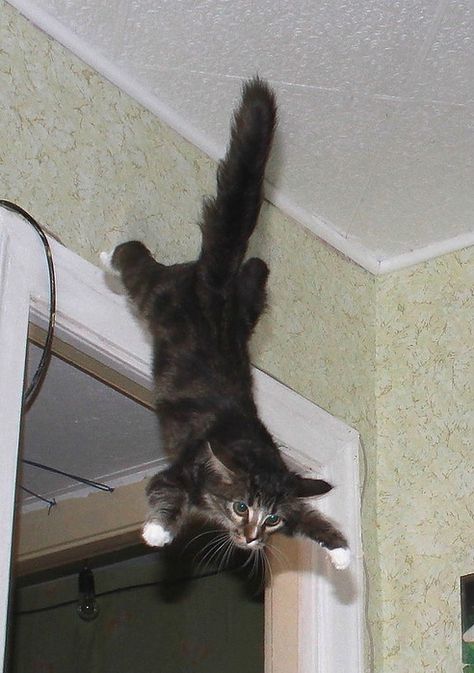 Animals Jumping, Cat Falling, Funny Kitties, Cat Napping, Ninja Cats, Silly Kitties, Cat Picture, Tabby Cats, Cat And Kitten