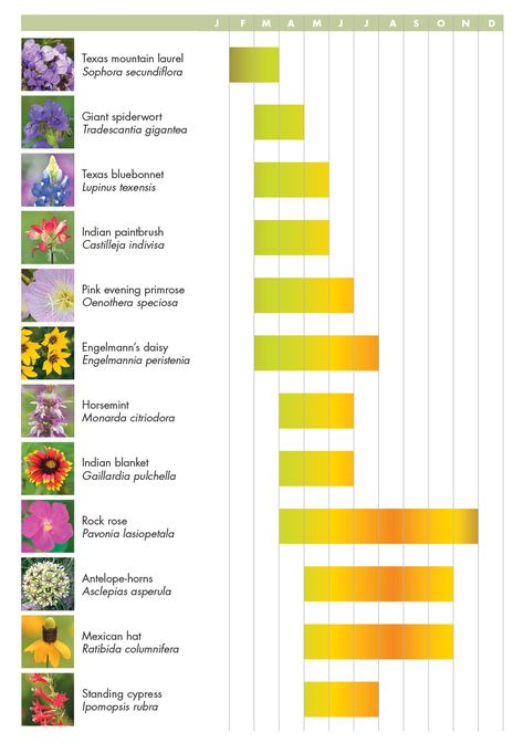 Bloom chart Common Wildflowers, Texas Mountain Laurel, Snowball Viburnum, Texas Plants, Texas Native Plants, Texas Wildflowers, Rain Lily, Lady Bird Johnson Wildflower Center, Wildflower Baby Shower