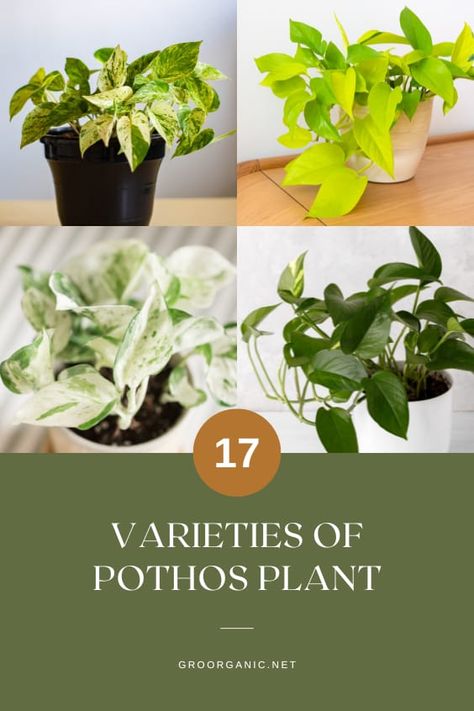 Discover 17 unique varieties of pothos plants perfect for indoor spaces! From golden hues to variegated leaves, this guide showcases the best pothos types and care tips for plant lovers. Ideal for anyone looking to add easy-to-care-for greenery to their home. Save this pin to inspire your next plant addition! 🌿✨ #PothosPlants #IndoorGardening #PlantLovers #Houseplants #GreenThumb Pothos Identification, Pothos Types, Propagating Pothos, Types Of Pothos, Pothos Plant Decor, Pothos Varieties, N’joy Pothos, Low Maintenance House Plants, Pothos Plant Care