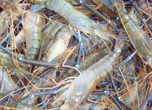 Freshwater Prawns | Texas A&M AgriLife Extension Aquaculture, Fisheries, & Pond Management Freshwater Prawn Farming, Prawn Farming, Craw Fish, Aquaponics Aquarium, Freshwater Shrimp, Shrimp Farming, Aquaponics Diy, Aquaponic Gardening, Aquaponics System