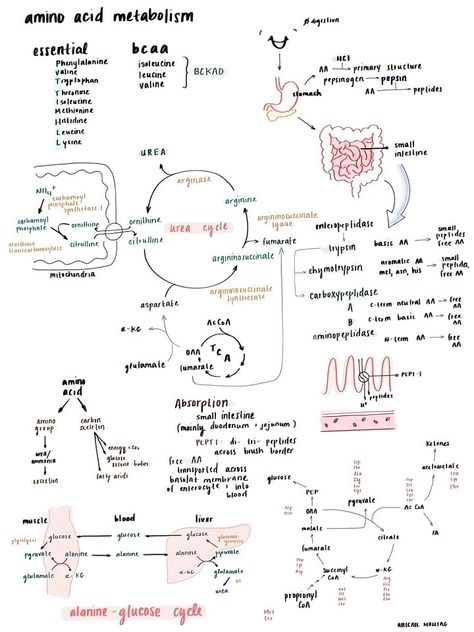 Biochem Notes, Nursing School Studying Cheat Sheets, Medical Terminology Study, Biochemistry Notes, Medicine Notes, Cellular Respiration, Basic Anatomy And Physiology, Biology Facts, Pharmacy School