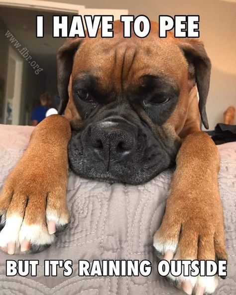 Cute and funny boxer meme Boxer Dog Quotes, Boxer Dogs Facts, Boxer Dog Puppy, Boxer Dogs Funny, Boxer And Baby, Funny Boxer, Dog White, Cesar Millan, Boxer (dog)