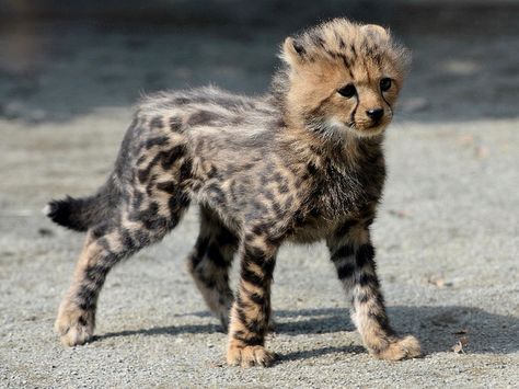 “Fang” the 2 month old King Cheetah male at Tama Zoo in Tokyo. There have been four King Cheetahs born to 3 different mothers over the last 16 months. King Cheetah, Animal Poses, Cheetah Cub, Baby Cheetah, Silly Kitties, Cheetah Cubs, Baby Cheetahs, Old King, Cat Pose