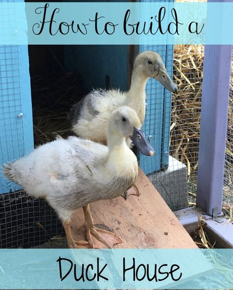 Want to build a great house for your new ducks? It doesn't have to cost a fortune! Check out how we built our duck house Duck Pens, Raising Turkeys, Backyard Ducks, Duck Coop, Duck Farming, Raising Ducks, House Kits, Pet Ducks, Duck House