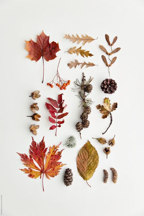 Leaf Photography, Flat Lay Photography, Nature Collection, Autumn Aesthetic, Arte Floral, Autumn Photography, Fall Flowers, Autumn Inspiration, Botanical Art