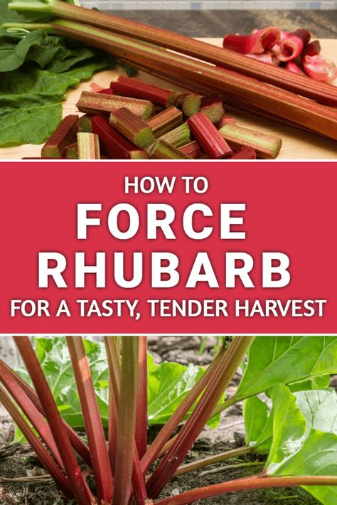 Forcing Rhubarb, Rhubarb Growing, Growing Rhubarb, Rhubarb Plants, Rhubarb Desserts, Garden Pest Control, Rhubarb Recipes, Garden Veggies, Veg Garden