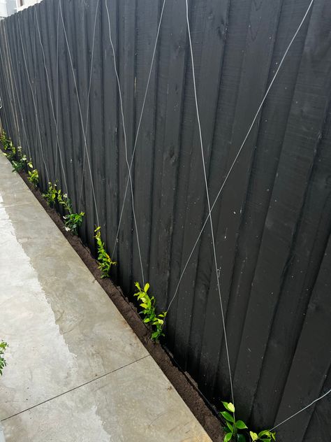 Star Jasmine Fence, Star Jasmine Wall, Jasmine Fence, Jasmine Wall, Outdoor Screen Panels, Outdoor Fence, Screen Plants, Black Fence, Bamboo Trellis