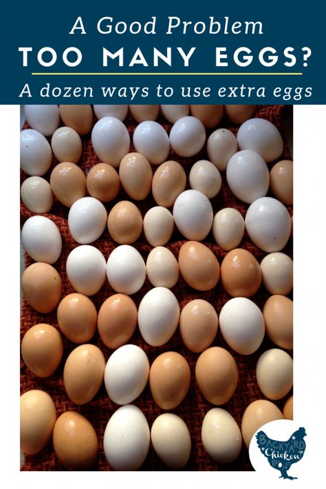 Chicken Egg Problems, Chicken Eggs Problems, Too Many Eggs, Raising Livestock, Chicken Incubator, Best Egg Laying Chickens, Laying Chickens, Fancy Girls, Portable Chicken Coop