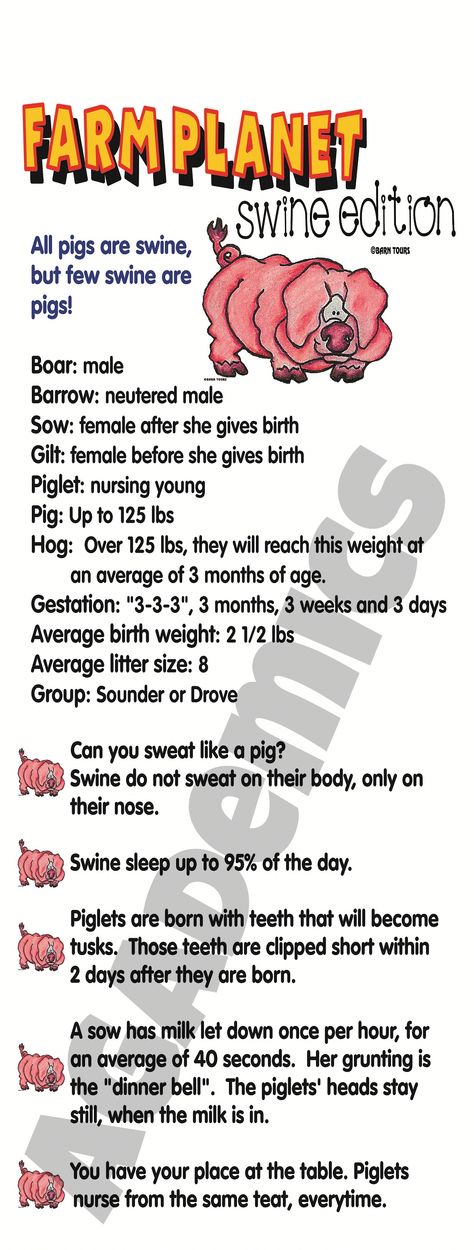 For ordering information on our banners: www.agademics.com @AGademics Pig Poster Ideas For Fair, 4h Pig Poster Ideas, Teach Ag, Ag Science, Livestock Judging, Pig Facts, Farm Facts, Pig Showing, Ag Teacher