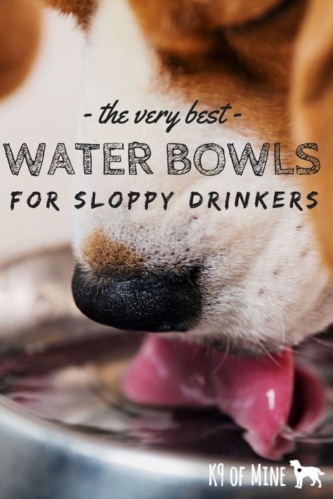 Best Dog Water Bowls For Sloppy Drinkers. Does your pooch leave a lake-sized puddle under this bowl every time he takes a drink? Learn how to remedy this with spill-proof dog bowls! #dogs #dogbowls Water Bowls For Dogs, Dog Water Dish Planter, Dog Water Bowl, Dog Water Bowl Garden, Large Dog Water Bowl Ideas, Messy Dog Water Bowl Ideas, Dog Water Bowl Ideas, Planter Dog Water Bowl, Great Dane Water Bowl Ideas