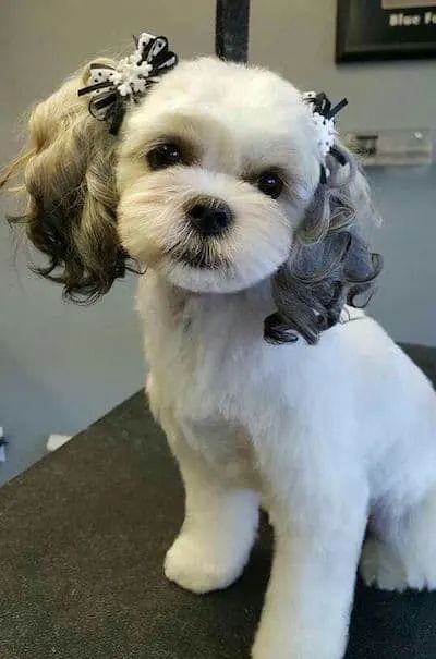 15 Maltese Haircuts & Hairstyles: White, Fluffy, and Looking Fabulous! Maltese Haircuts, White Dog, Maltese, Hair Dryer, Small Dogs, I Hope, Hairstyles, Dogs, Hair