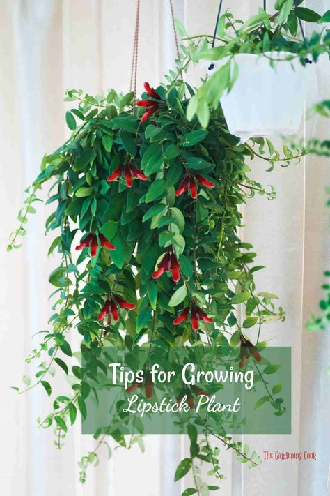 Lipstick plant has unusual flowers which look like tubes of lipstick. The plant is easy to grow indoors. Print out my tips and add them to your garden journal. Learn more on The Gardening Cook. Twisted Lipstick Plant, Lipstick Plant Care, Seed Starters, Gardening Tricks, Lipstick Plant, Orchid Bark, Household Plants, Beautiful Lipstick, Backyard Vegetable Gardens