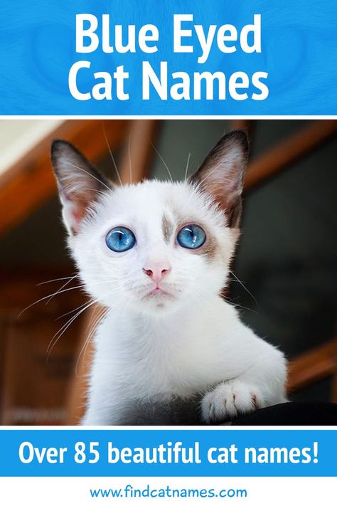 Finding a name that is unique to your new cat is never easy. But if your cat has distinctive blue eyes, that’s a cool characteristic to use for inspiration – which is why you must check out blue eyed cat names!  Ideas for blue eyed cat names can come in all different places. Shades of blue, nature, gemstones, famous characters and actors, and so much more.  Our list of blue eyed cat names has over 85 ideas so we’re confident you’ll find at a least one you love. Adoption Announcement Ideas, Male Cat Names Unique, Boy Cat Names, Girl Cat Names, Cute Cat Names, Adoption Announcement, Kitten Names, Famous Characters, Cat With Blue Eyes