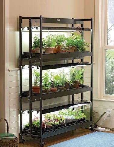 Inexpensive way to create mini green houses to start your own seedlings! Plant and grow your own vegetables by starting them from seed, easy and frugal! Grow Light Stand, Indoor Grow Lights, Indoor Vegetables, Indoor Greenhouse, Garden Shelves, Tiered Garden, Indoor Vegetable Gardening, Growing Orchids, Grow Lights For Plants