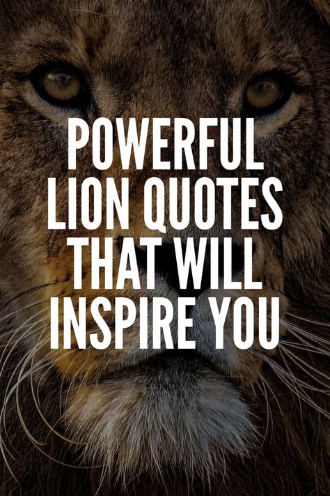 Lion Sayings Strength, Be A Lion Quote, Lion Quotes Inspirational, Quotes About Lions, Lion Quotes Inspiration Motivation, Lion Motivation Quotes, Quotes Lion King, Lion Quote, Powerful Motivational Quotes For Success