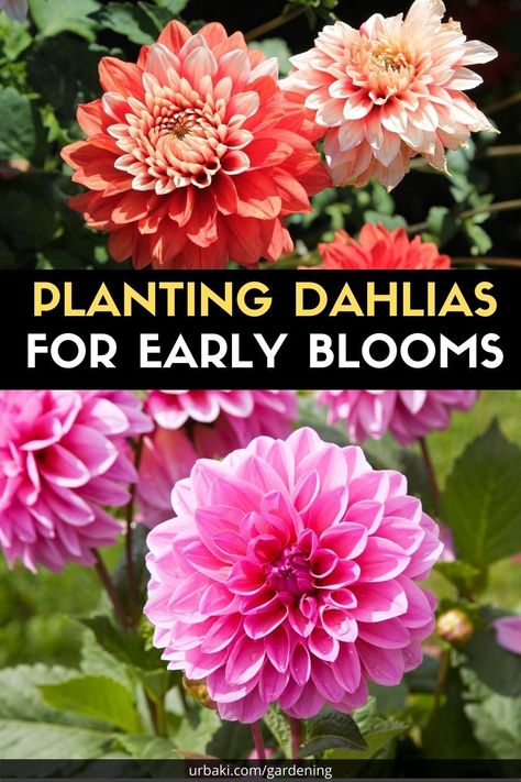 Starting Dahlia Tubers Indoors, Planting Dahlias, Planting Tips, Grow Flowers, Dahlia Tubers, Indoor Flowers, What To Use, Home Flowers, The Soil