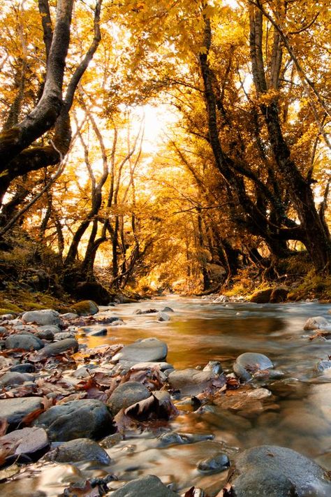 golden forest by GeorgeSiamanis Fall Photography Nature, Photos Black And White, Nature Photography Trees, Animals Tattoo, Outdoor Aesthetic, Image Nature, Tree Photography, Autumn Nature, Autumn Scenery