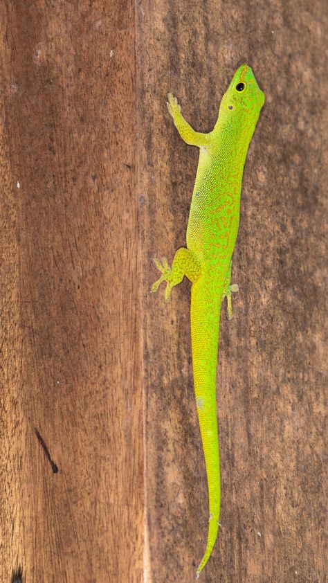 Lizards Pet, Geico Lizard, Lizard Food, Baby Lizards, Lizard Habitat, Funny Lizards, Lizard Species, Big Lizard, Pet Lizards