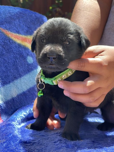 Labrador Puppies Chocolate Brown Labrador, Lab Puppies Black, Labrador Retriever Chocolate, Labrador Puppy Chocolate, Yellow Labrador Retriever, Yellow Labrador, Boxer Puppies, Labrador Retriever Mix, Labrador Puppy