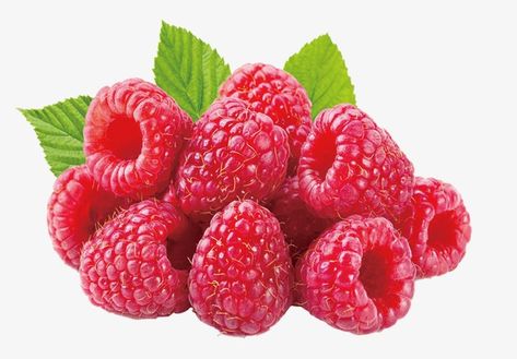 Raspberry Clipart, Raspberry Images, Types Of Berries, Human Digestive System, Plant People, The Good Son, Fruits Photos, Raspberry Fruit, Food Pyramid