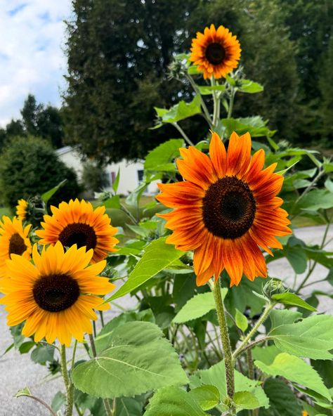 Obsessed with these sunflowers 🌻 and oh a couple of roses 🌹 decided to bloom again!!!! #nature #flowers #sunflower #roses #homegrown Nature Flowers, A Couple, Sunflower, Roses, Flowers, Nature