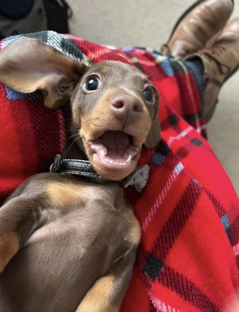 Weener Dogs, Dash Hound, Wholesome Dog, Baby Dachshund, Cute Dogs Images, Wiener Dogs, Sausage Dogs, Very Cute Dogs, Funny Animal Photos