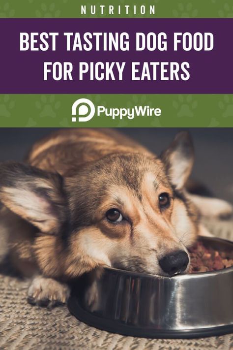 Is your dog a picky eater? This article covers the top tips and top 5 best dog food for picky eaters. #PuppyWire #dogs #dogfood #pickyeaters Picky Dog Eater, Dog Food For Picky Eaters, Food For Picky Eaters, Make Dog Food, Colorful Hairstyles, Dog Nutrition, Healthy Dog Food Recipes, Human Food, Best Dog Food