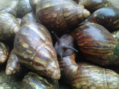 African Snail, Snail Farming, Feasibility Study, Farming Business, Crop Production, Green Environment, Sea Snail, Animal Protein, Organic Matter