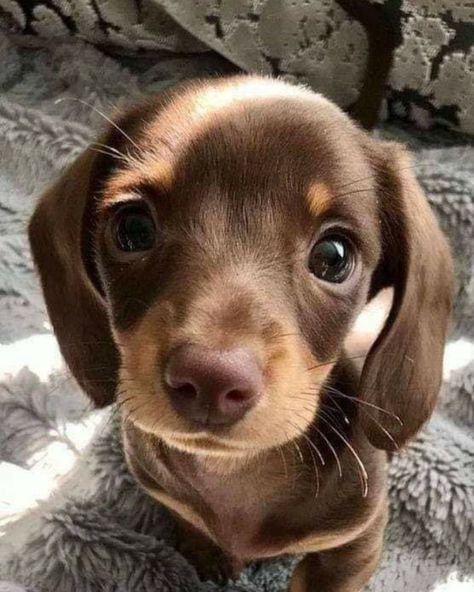 Purple💜 on Twitter: "Severim o suratını..🤗🐶… " Most Beautiful Dog Breeds, Black And Tan Dachshund, Baby Dachshund, Beautiful Dog Breeds, Hybrid Dogs, Dog Icon, Dog Photograph, Weenie Dogs, Different Dogs