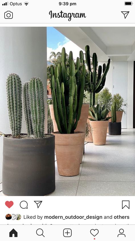 Cactus Arrangements Planters, Cactus Planters, Long Planter, Cactus Arrangement, Cactus Planter, Cactus Pot, Decorative Planters, Cactus Garden, Landscape Ideas