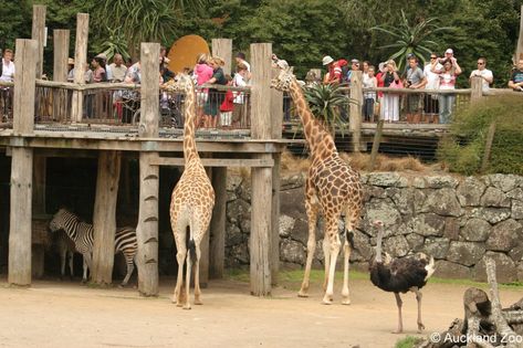 Auckland Travel, New Zealand Cities, Zoo Architecture, Zoo Photos, Mark Thomas, Memorial Museum, Wildlife Park, Historical Monuments, Large Animals