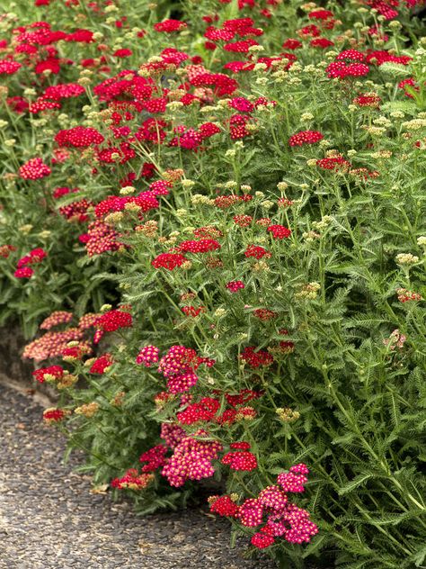 Punakärsämö, Achillea millefolium 'Red Velvet' Tall Perennial Flowers, Low Maintenance Flowers, Slope Garden, Maine Garden, Flowers Australia, Gnomes Garden, Monrovia Plants, Drought Tolerant Perennials, Assorted Flowers