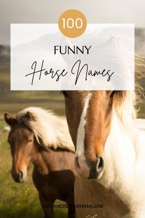 Funny Horse Names, Horse Riding Tips, Make A List, Horse Names, Horse Grooming, Equestrian Lifestyle, Funny Horse, Horse Care, Horse Breeds