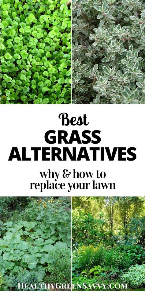 No Grass Yard, Grass Alternatives, Moss Lawn, Replace Lawn, Clover Lawn, Grass Alternative, Summer Gardening, Tattoo Plant, Lawn Alternatives